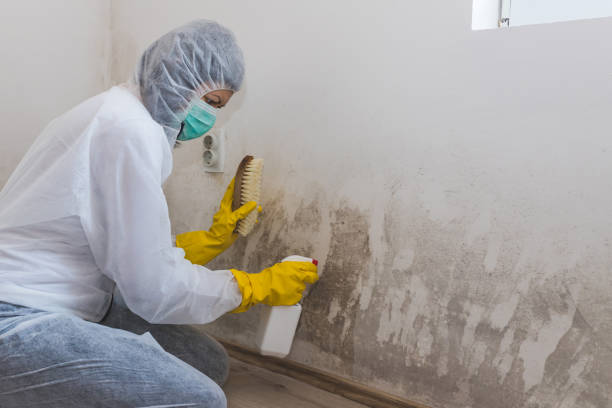 Certified Mold Removal in Kendallville, IN
