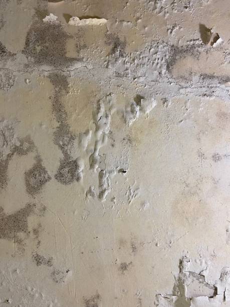 Best Commercial Mold Removal  in Kendallville, IN