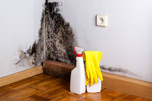 Home Mold Removal in Kendallville, IN